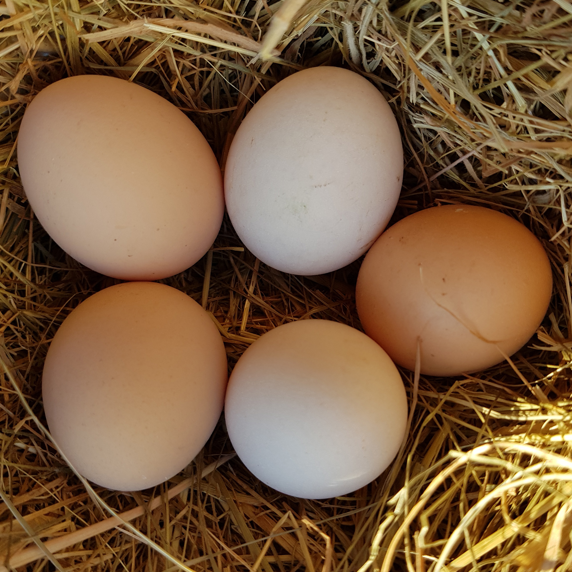 pekin duck hatching eggs